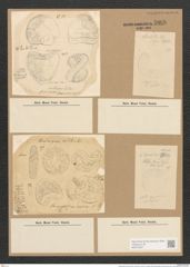 Campylodiscus hibernicus Ehr. (de-Toni-Nr.: Genus 57, Species 2504) Zeichnungen Sammlung Grunow Nr. 5008 (NHMW-BOT-W0373257)